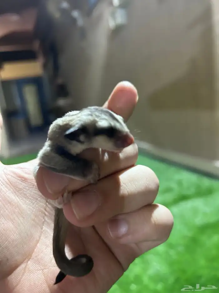سناجب صغار تربيه يصلحو 5