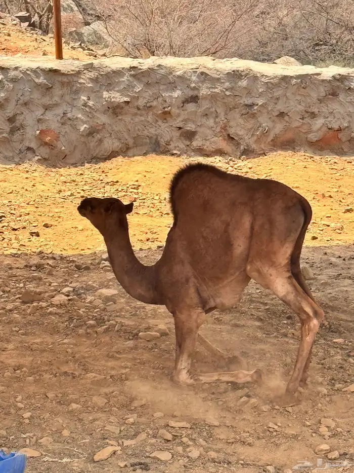 قعدان 2 للبيع العمر 5 شهور 2