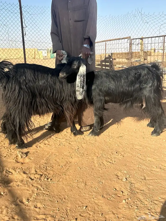 معزا 3