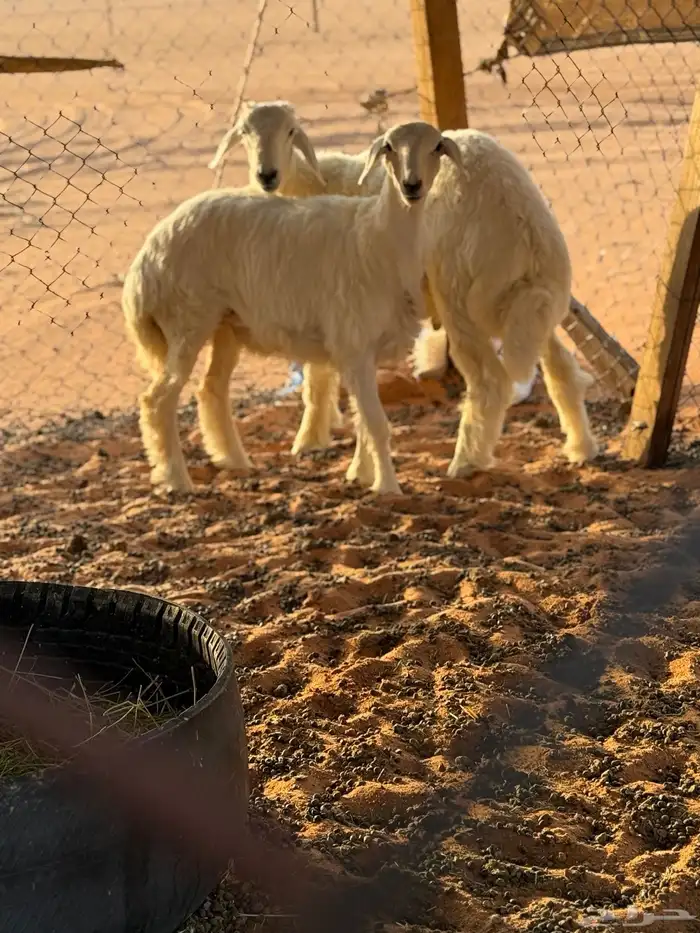 خروف ورخل 2