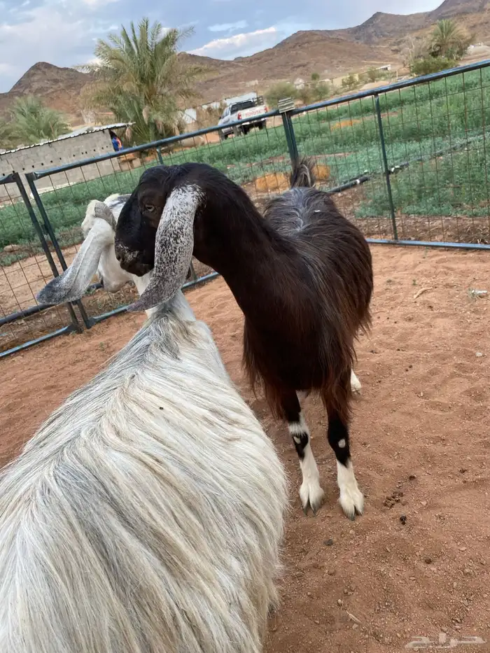 معزا مصريات دفيع رباعيات تمم البيع 6