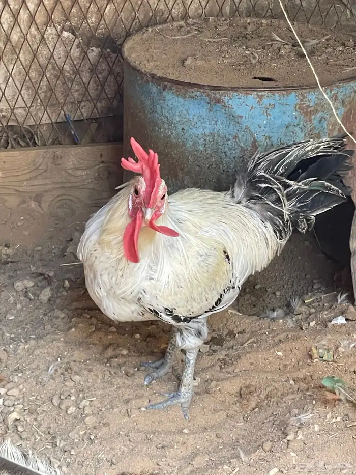 ديك بلدي للبيع 2