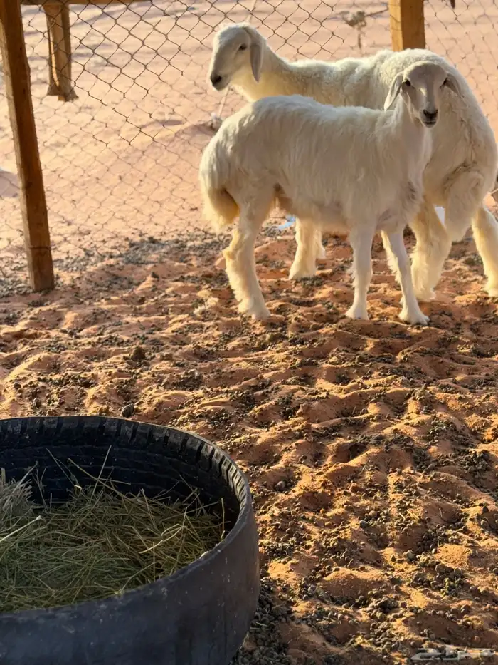 خروف ورخل 5