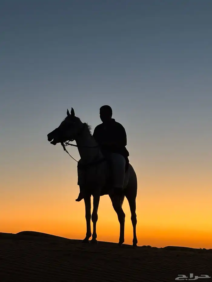 حصان شعبي شيخ 7