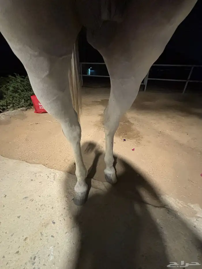 الخيل شعبي شيخخ 7