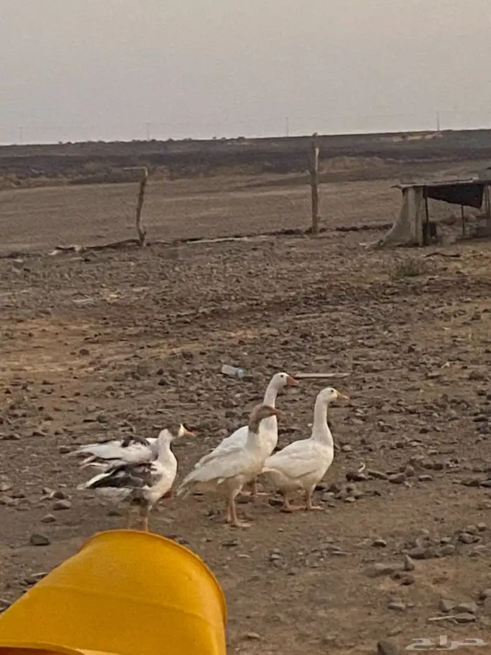 الواز 3