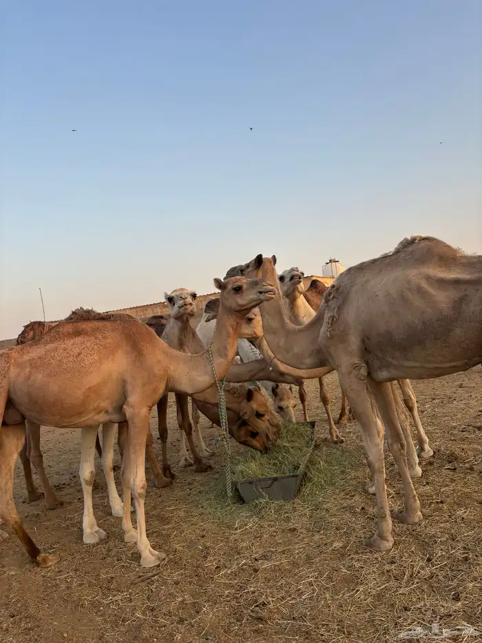 هجن 8