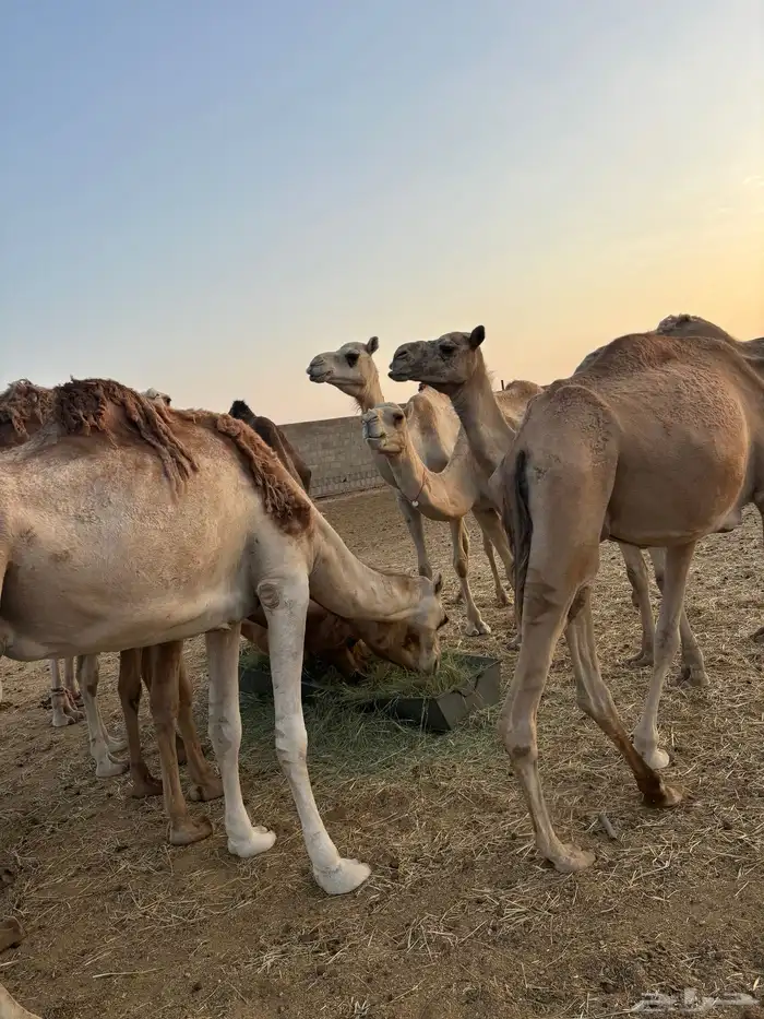 هجن 1