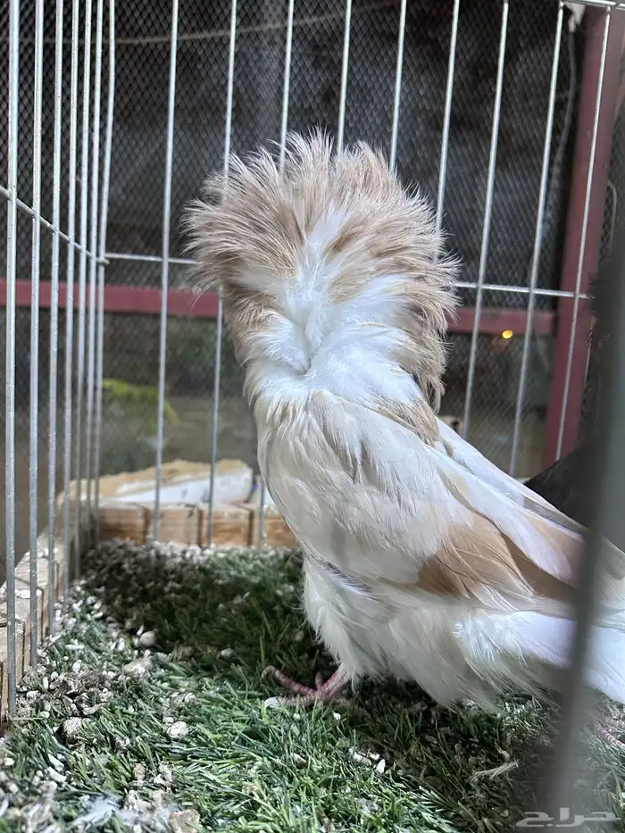 مجموعة جاكوبين حوامل لافندر بار كلهم 6