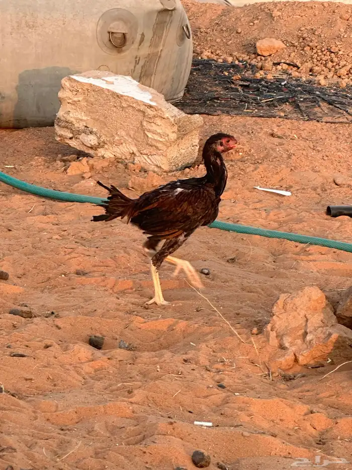 للبيع دجاج شامو وباكستاني 8