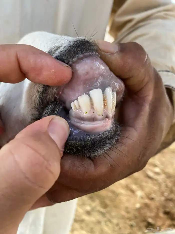 معزا مصريات دفيع رباعيات تمم البيع 11