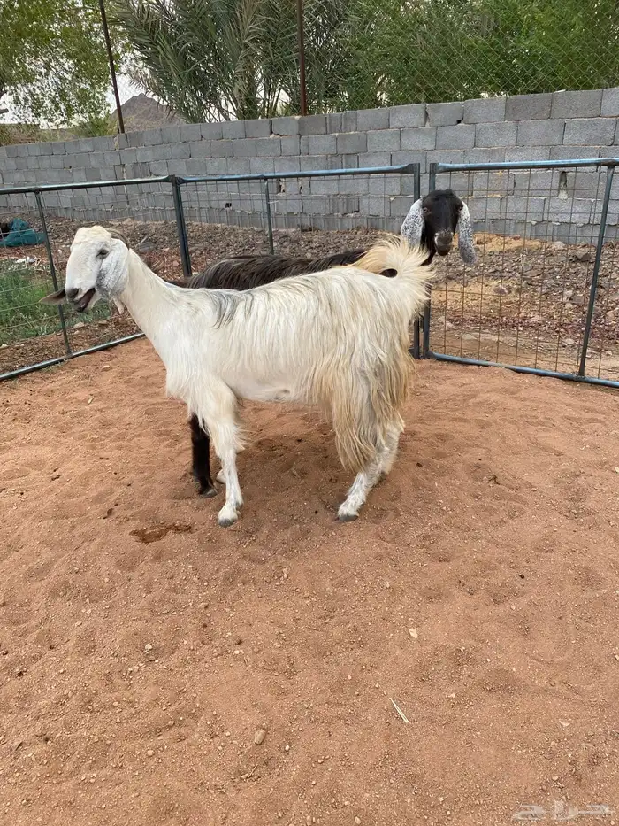 معزا مصريات دفيع رباعيات تمم البيع 4