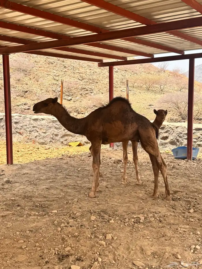 قعدان 2 للبيع العمر 5 شهور 0