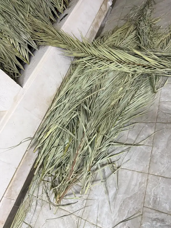 سعف نخل 45 حبه للبيع 0