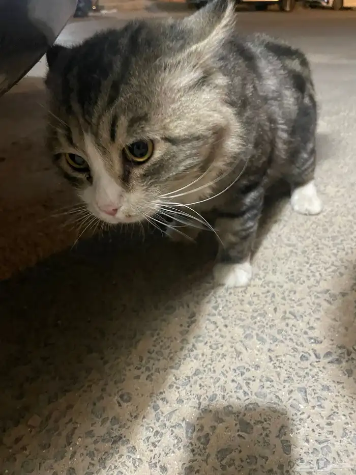 قط ما اعرف وش نوعه 1