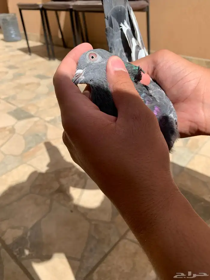 جوز باكستاني للبيع 2