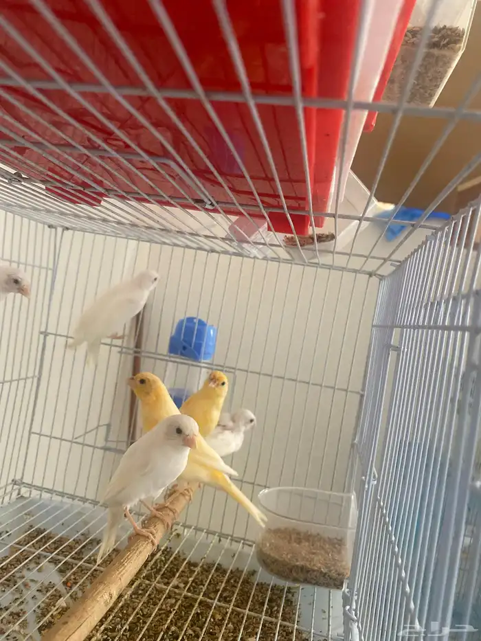 مجموعة كناري 1