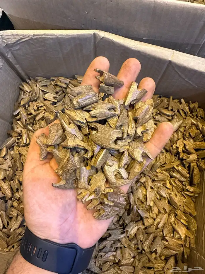 عود طبيعي محسن 18