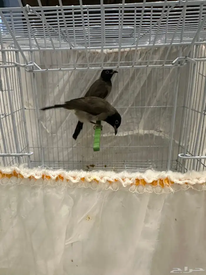 نغاري وليفه 0