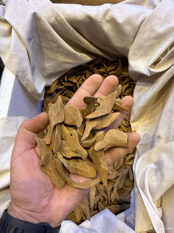عود طبيعي محسن 8