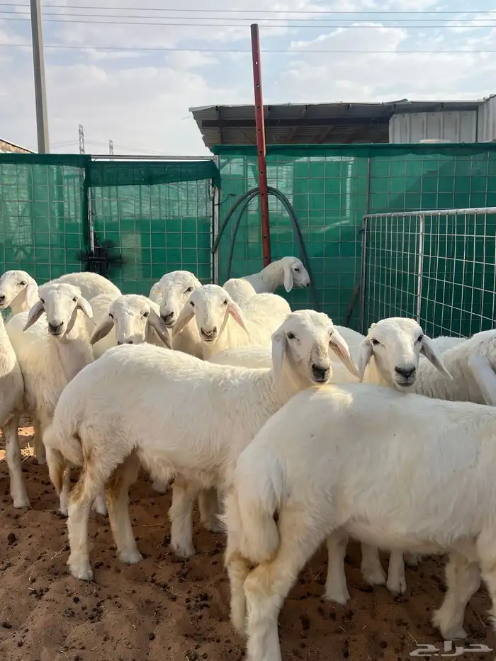 رخال حريات نوادر 1