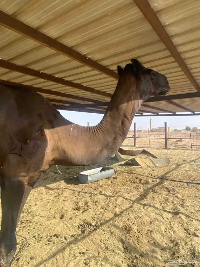 بعير منتج 1