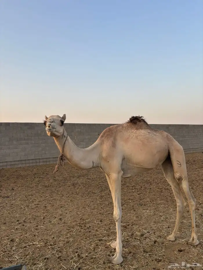 هجن 13