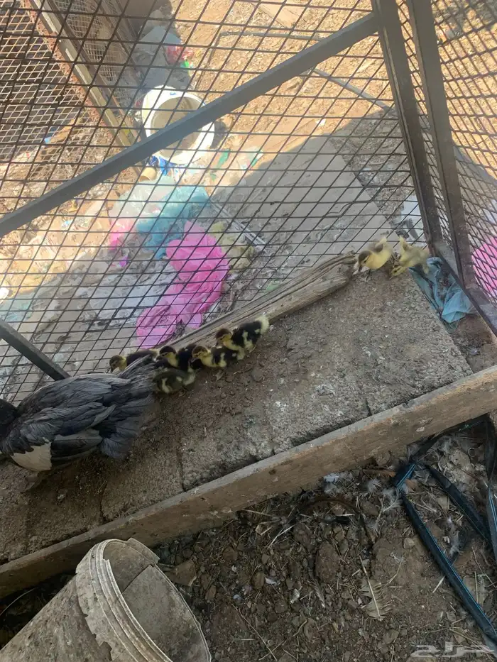 بطة مع فروخها 7