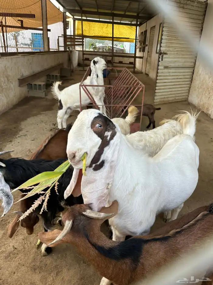 مشروع فحل تيس هولندي 1
