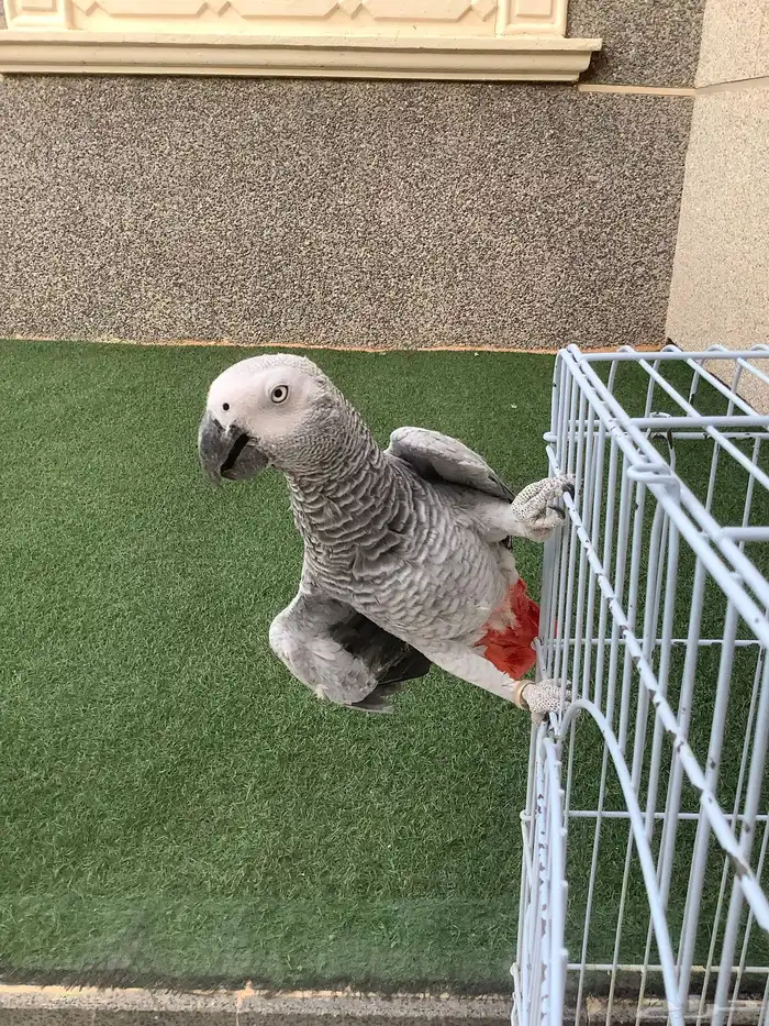 ببغاء كاسكو 1