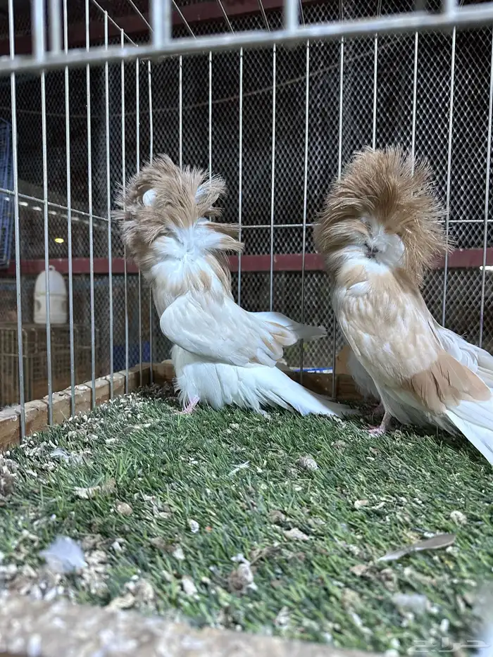 مجموعة جاكوبين حوامل لافندر بار كلهم 2