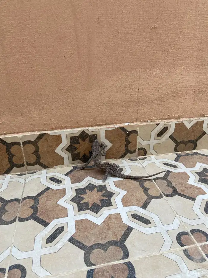 حرباء للبيع 3