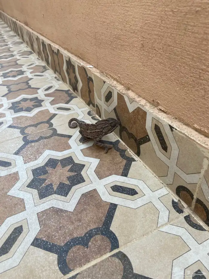 حرباء للبيع 1