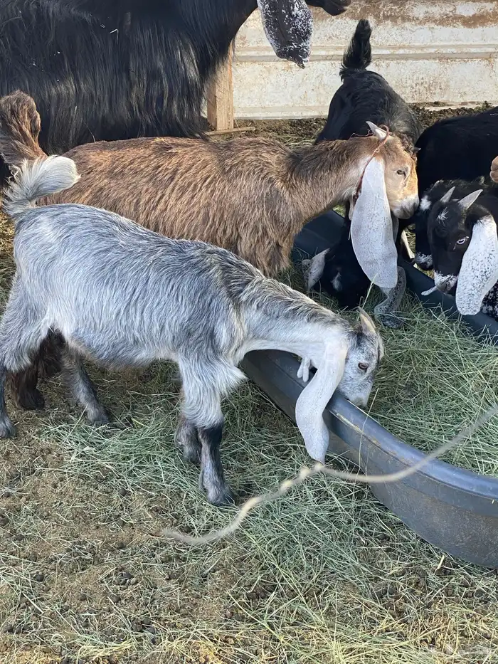 تيوس تم اللبيع 0