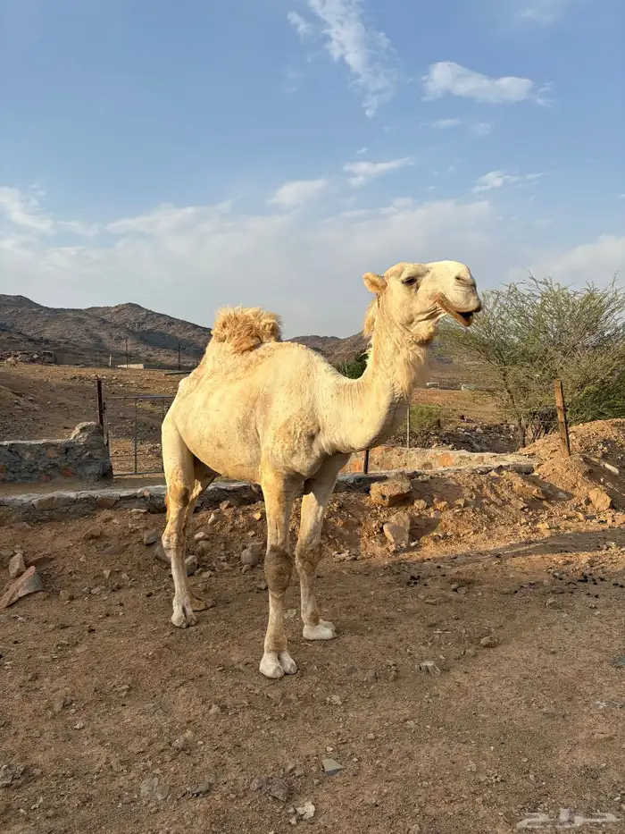 جمل اوضح كفوو 4