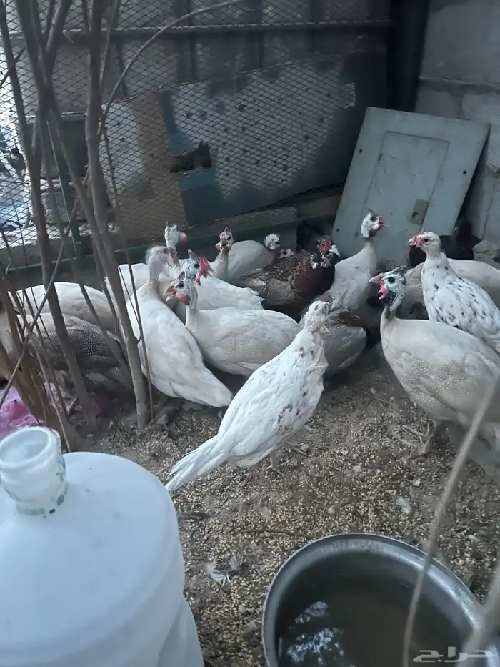 للبيع دجاج حبشي ابيض 2