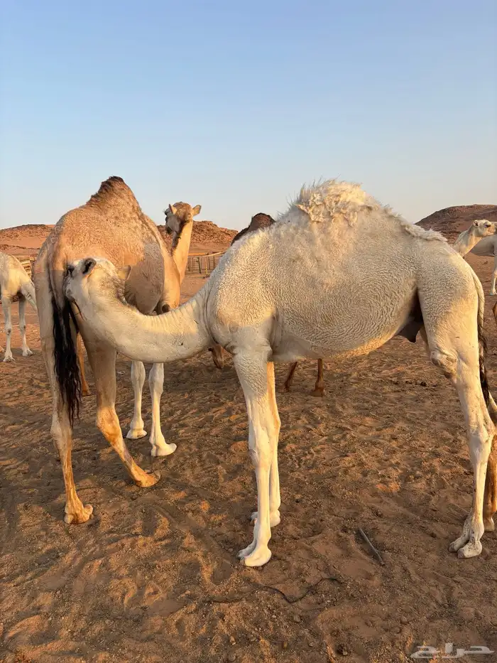 قعود للبيع 0