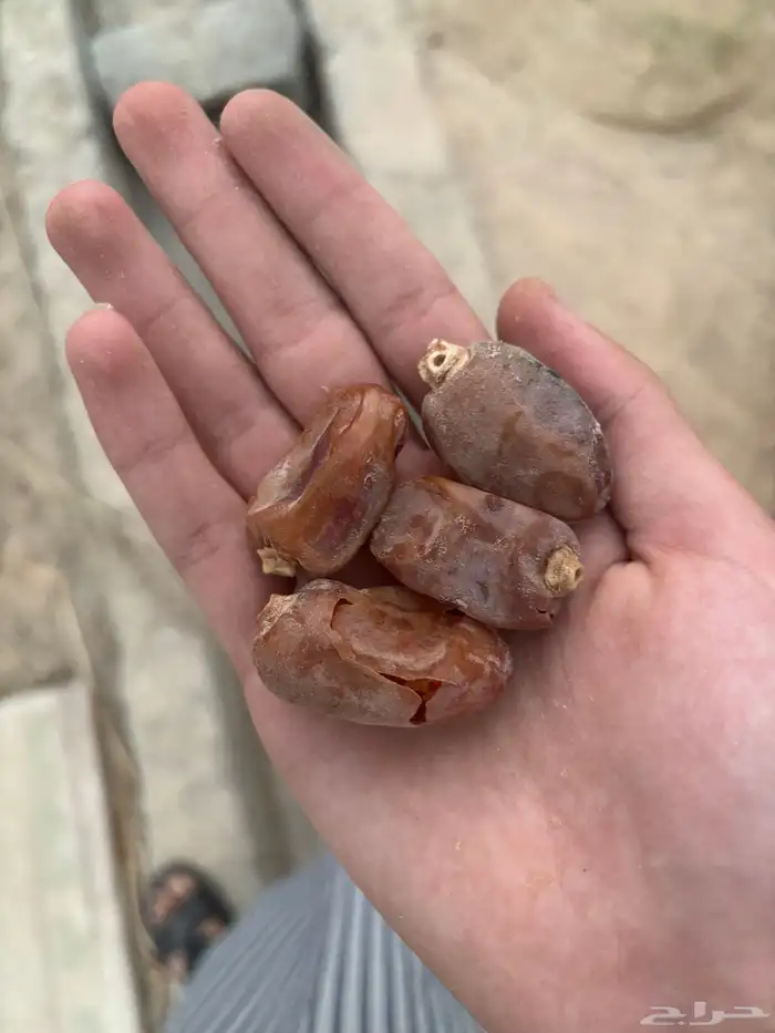 تمر اخلاص 1