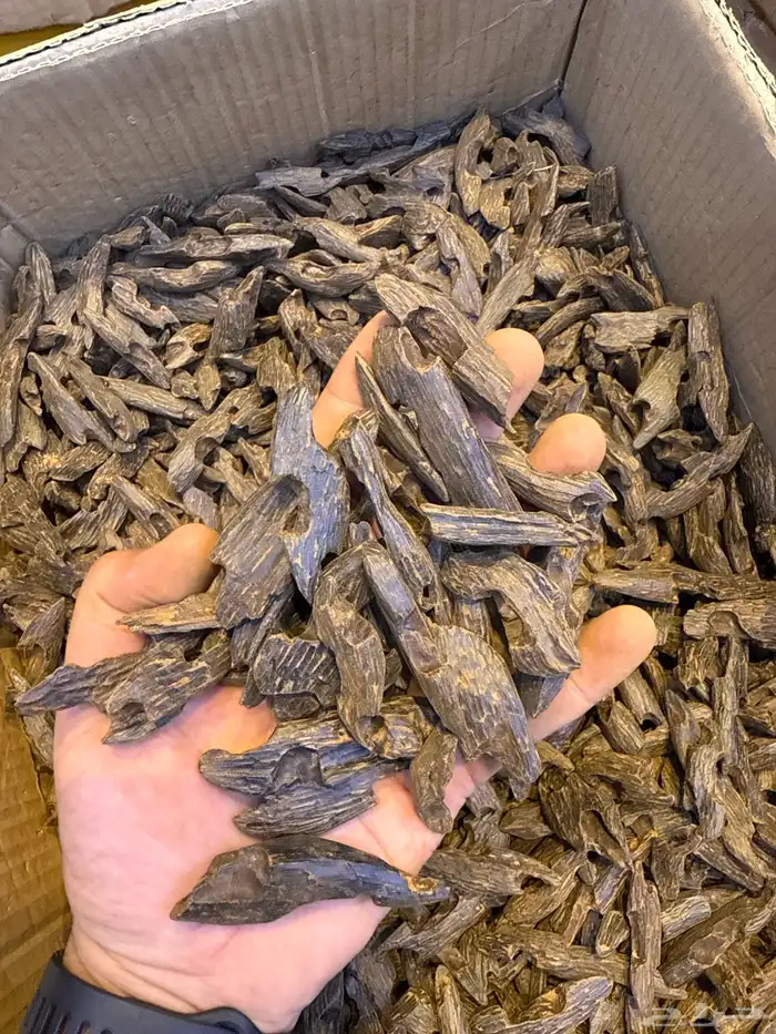 عود طبيعي محسن 12