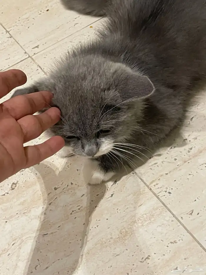 للتبني قط شيرازي لونين صغير 1