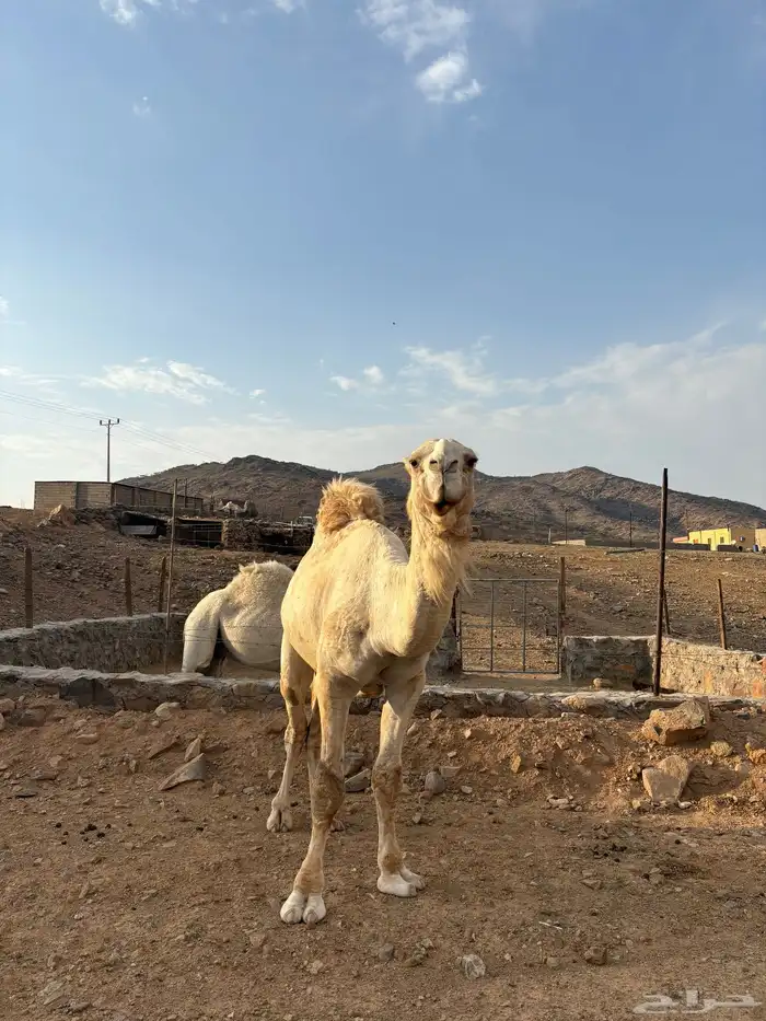 جمل اوضح كفوو 5