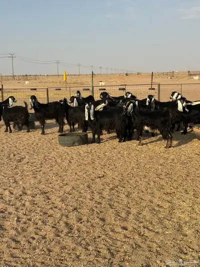 معزاء عوارض مادخلها تهجين 0