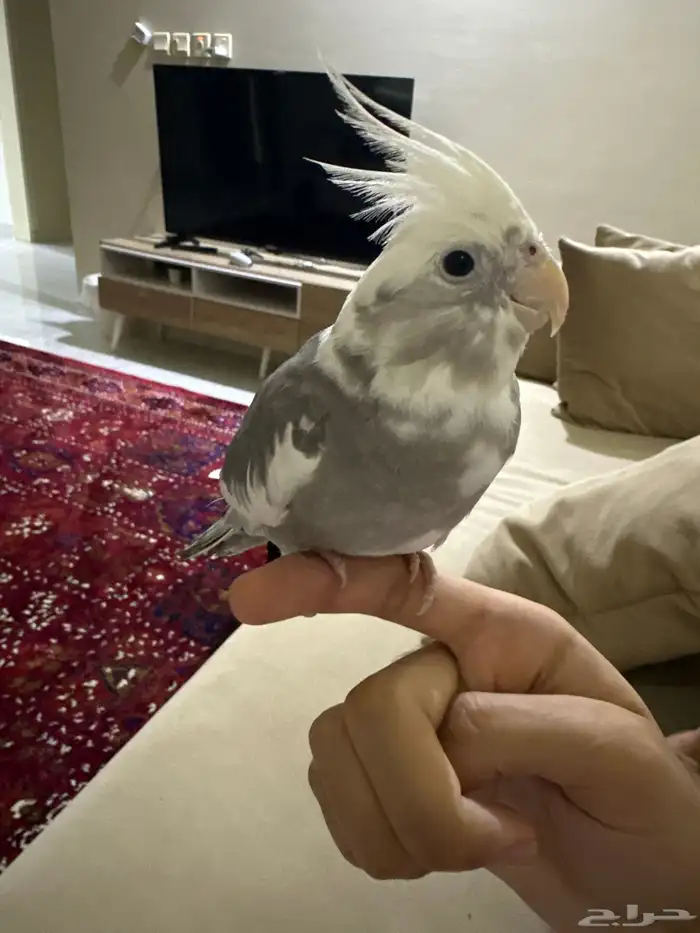 كروان هولندي 2