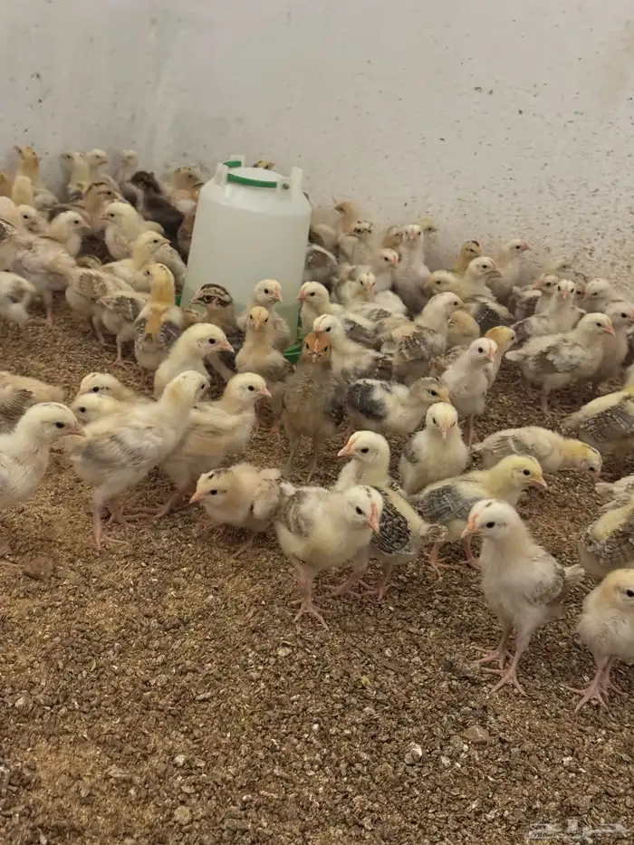 للبيع صوص بلدي وبيض بلدي 9