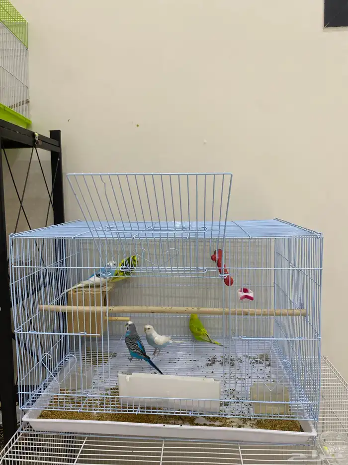 بادجي خمس حبات على السوم (تم البيع ) 0