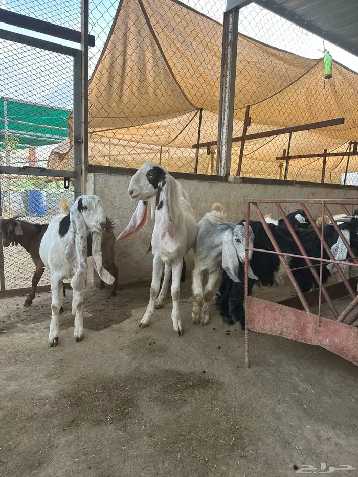 مشروع فحل تيس هولندي 2