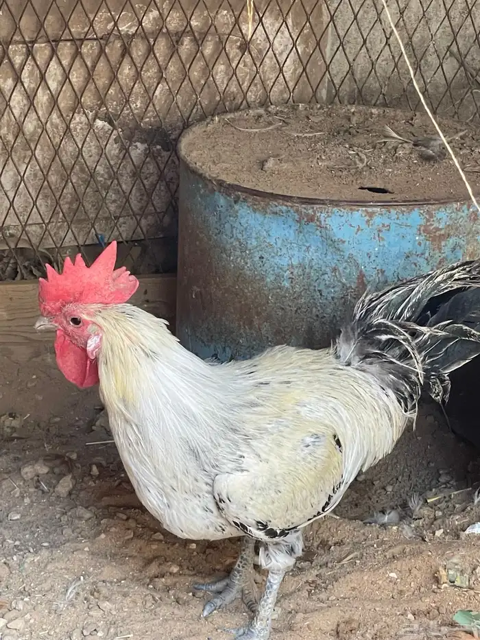 ديك بلدي للبيع 3