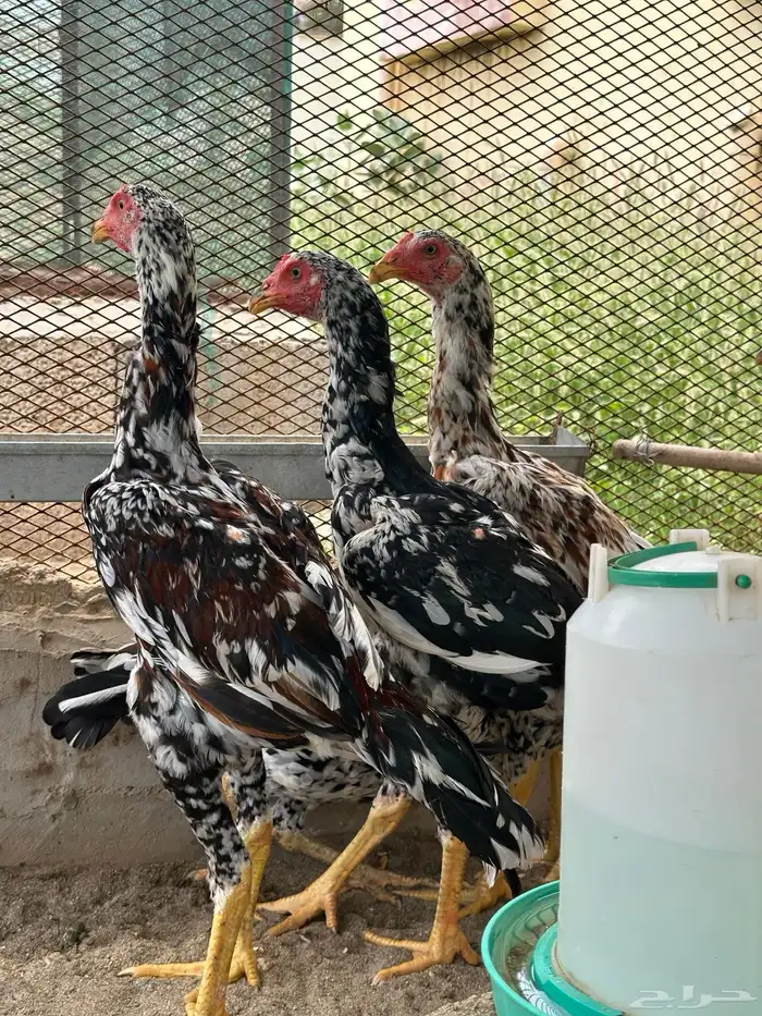 دجاج سندي 2