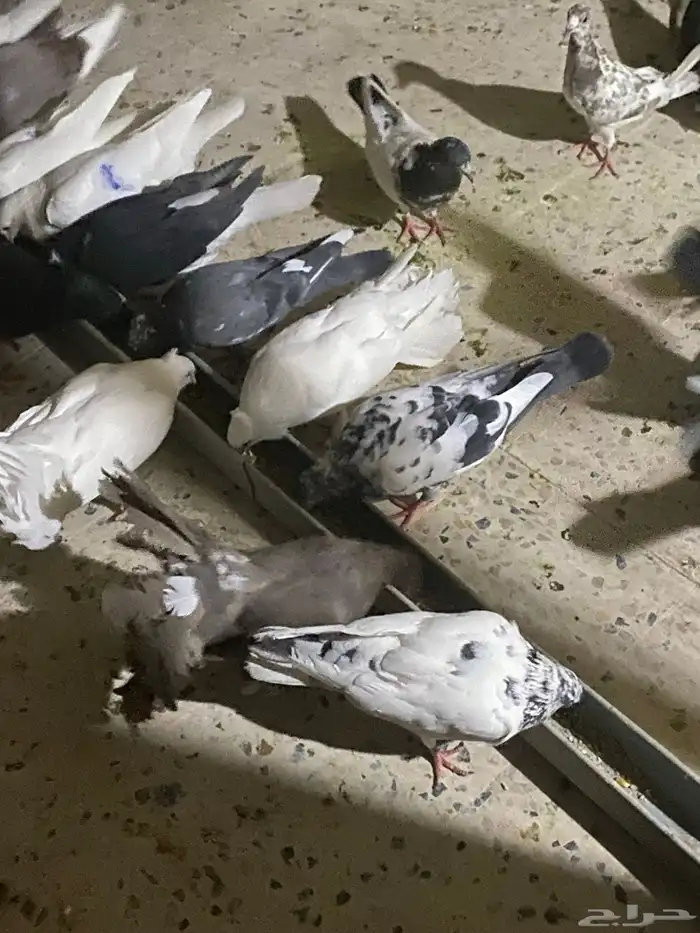 حمام للبيع على السوم 6