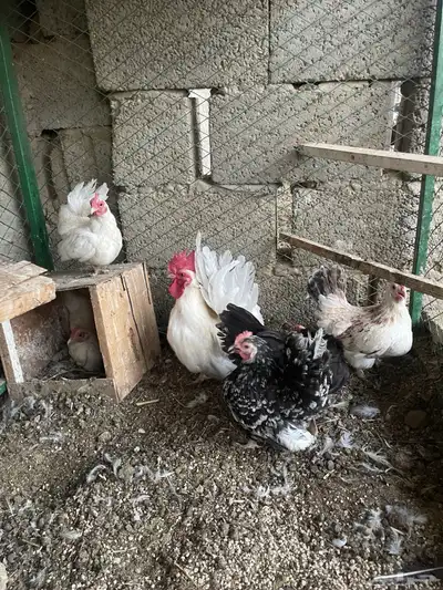 دجاج جبنيز 0